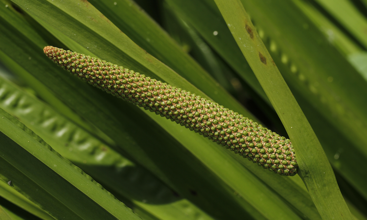 Sweet Flag marginal plants for ponds
