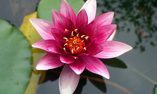 Lotus