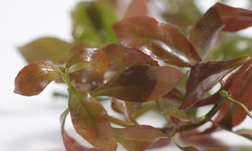 Red Ludwigia