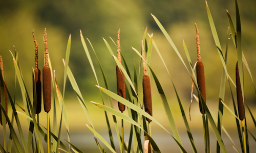 Typha (Сattails)