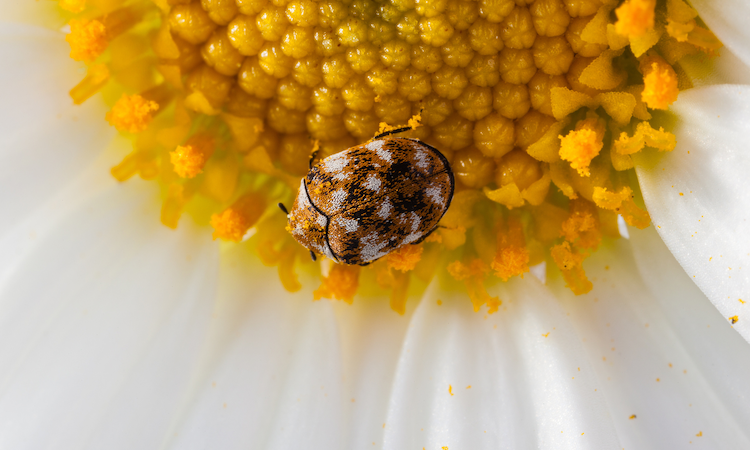 Signs of Carpet Beetles