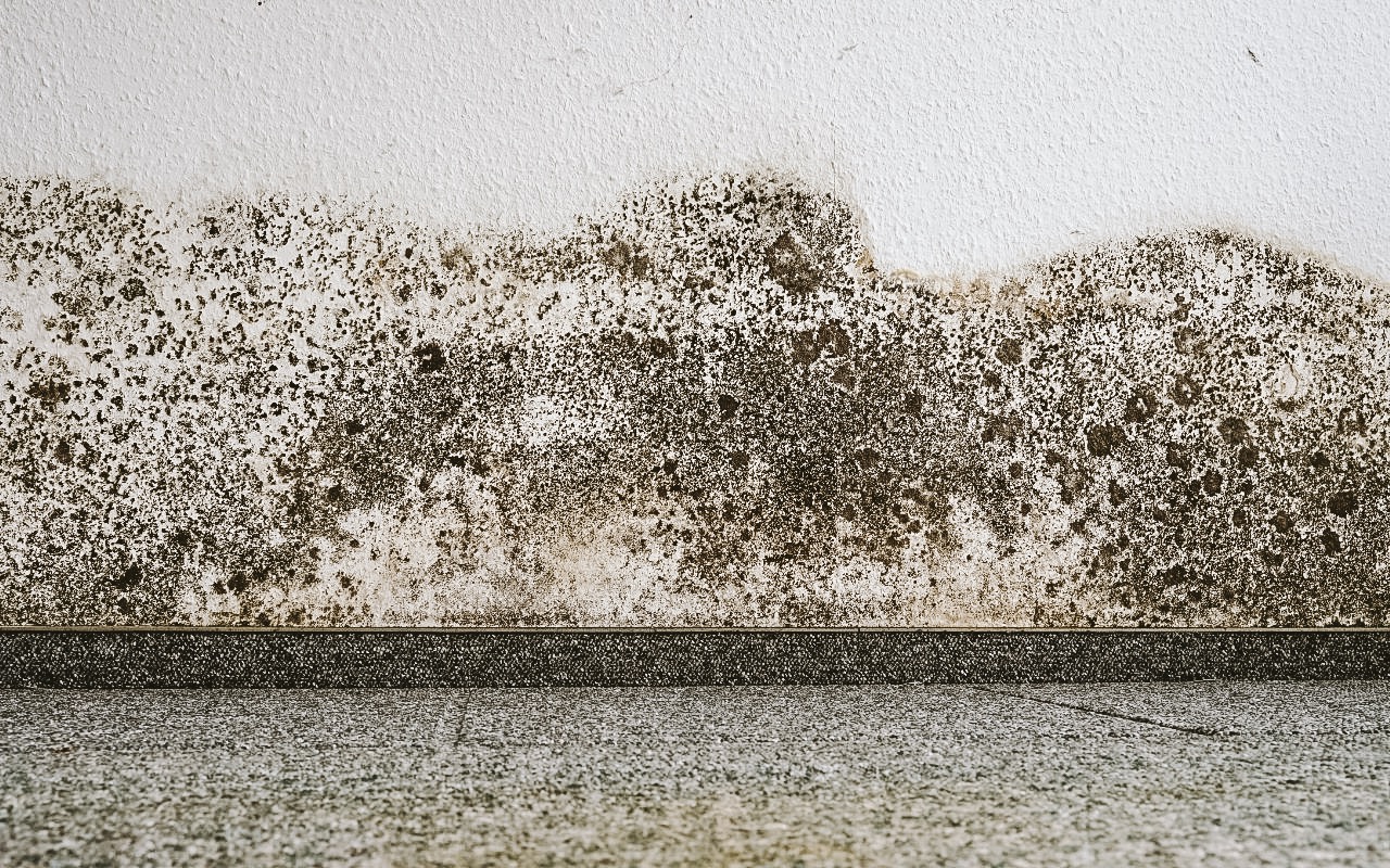 How to Get Mold Out of the Carpet