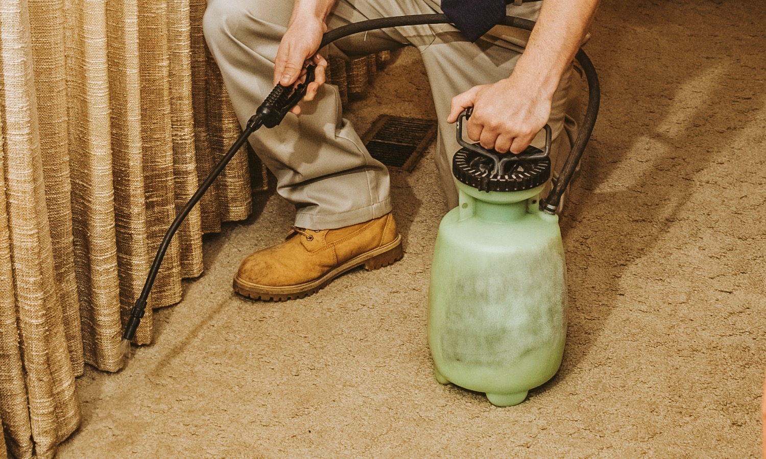 What Are Carpet Ants and How to Get Rid of Them